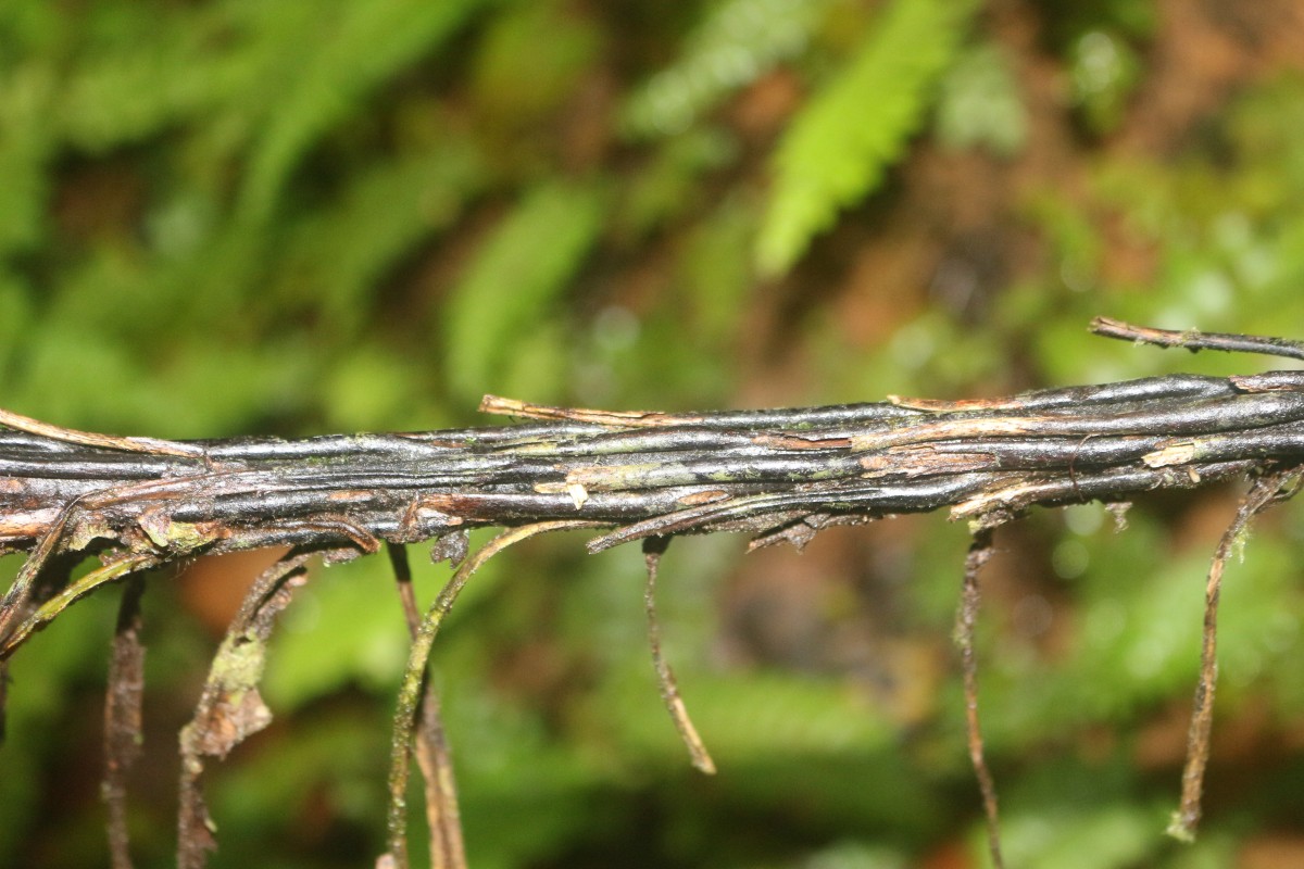 Alsophila sinuata  (Hook. & Grev.) R.M.Tryon